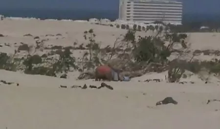 رائع صور سكسي محارم امرأة سمراء مع كبير الثدي تمتص الدهون الديك